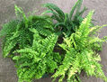 6" Fern Boston Premium Assortment